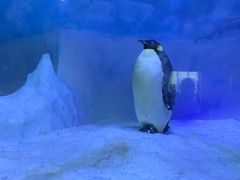 -海合安成都极地海洋公园