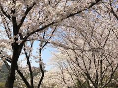 -苏州上方山国家森林公园
