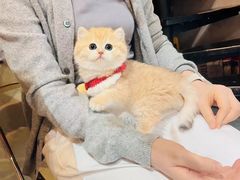 -欣宠猫屋·矮脚拿破仑·蓝金金渐层