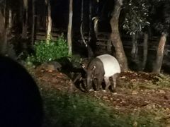 -清迈夜间动物园