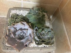 -龙大花卉苗木市场