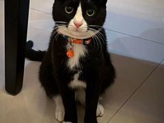 -纳吉亚猫专科动物诊疗中心(蒋宅口分院)