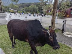 -宝莲禅寺