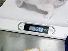 -小叮当动物医院·骨科·眼科