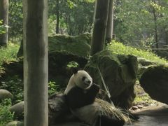 -都江堰中华大熊猫苑