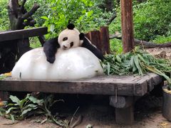 -广州长隆野生动物世界