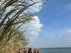-洱海月湿地公园