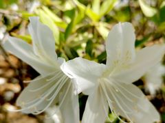 -羊亭河湿地公园