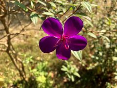 -南宁良凤江国家森林公园