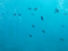 -亚龙湾海底世界