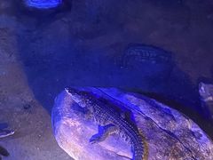 -蓬莱欧乐堡海洋极地世界