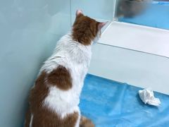 -纳吉亚猫专科动物诊疗中心(蒋宅口分院)