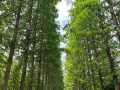 -黄海国家森林公园