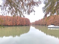 -上海海湾国家森林公园