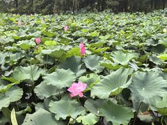 -渌洋湖湿地公园