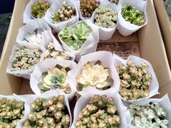 -循礼门鲜花花市(武汉循礼门店)