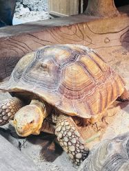 -Zoolung Zoolung动物主题公园(海信广场店)