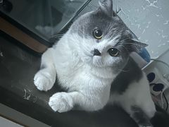 -瑞鹏宠物医院·骨科·猫科·内科(第一中心)