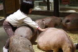 -造物庄园 萌宠纪(苏州湾歌林公园店)