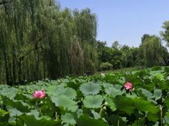 -莲湖公园