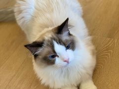 -猫腻·猫咖·撸猫馆(星光大道店)