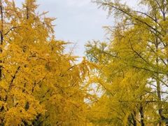 -三里屯东五街银杏大道