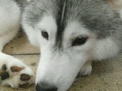 -TrueLove @ Neverland (Husky Cafe)