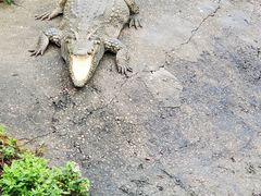 -广州长隆飞鸟乐园