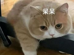 -老板恋上鱼(印象城店)