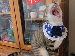 -引领英语·成人口语·雅思托福