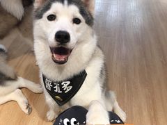 -Husky Go! 哈士奇体验馆·宠物咖啡厅狗咖