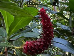 -中国科学院西双版纳热带植物园