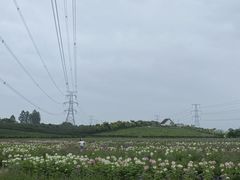 -紫颐香薰山谷景区