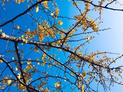 -三里屯东五街银杏大道