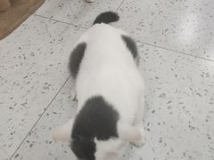 -喵园·猫主题咖啡厅·撸猫·猫咖(国贸店)