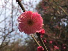 -四季美汤包(户部巷店)