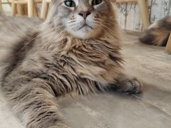 -楼上猫咖(罗湖店)