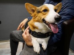 -百好乐宠物友好餐厅(朝外大街店)