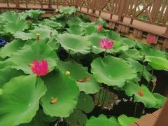 -上海市保健医疗中心