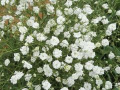 -松山湖梦幻百花洲
