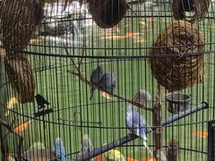 -顺德渔村·岭南一号
