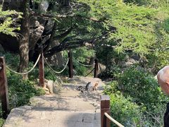 -崂山巨峰游览区