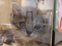 -屋虎猫馆(宝安大仟里店)