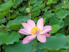 -莲花池公园