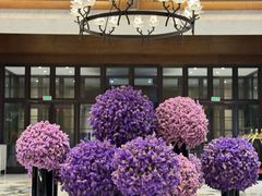 -太湖饭店玉兰厅(自助餐厅)