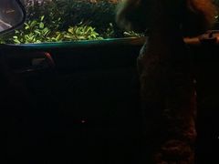 -鱼谦脆皮烤鱼(华阳城店)