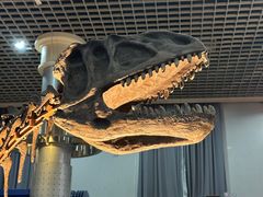 -国家自然博物馆