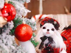 -萌宠之家·腊肠犬·马尔泰·小体犬舍