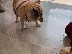 -德元·美联众合24小时动物医院(总院)