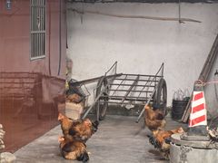 -华园农庄·特色炭烧鸡·北江河鲜